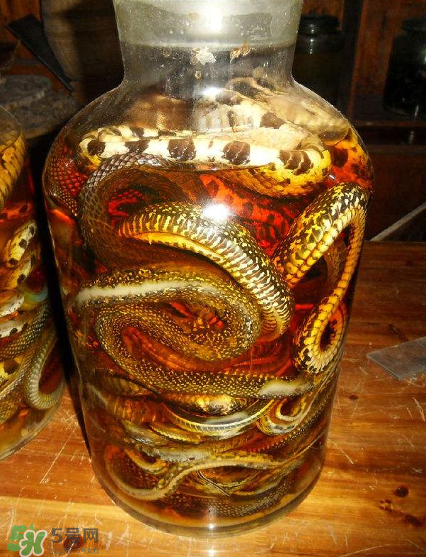 毒蛇泡酒多久才能喝？毒蛇泡酒多久才會死？