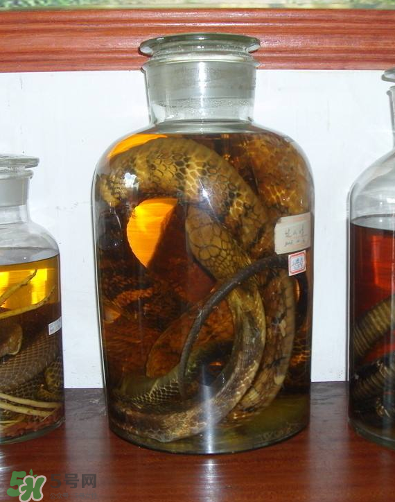 毒蛇泡酒多久才能喝？毒蛇泡酒多久才會死？