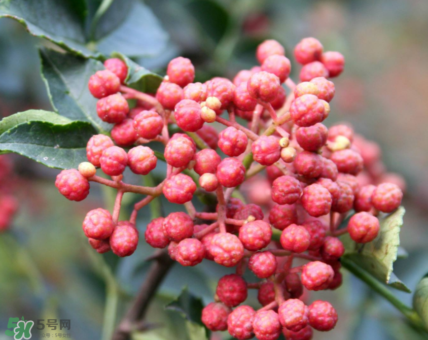 花椒泡腳能治白發(fā)嗎？花椒泡腳白發(fā)能轉(zhuǎn)黑嗎？