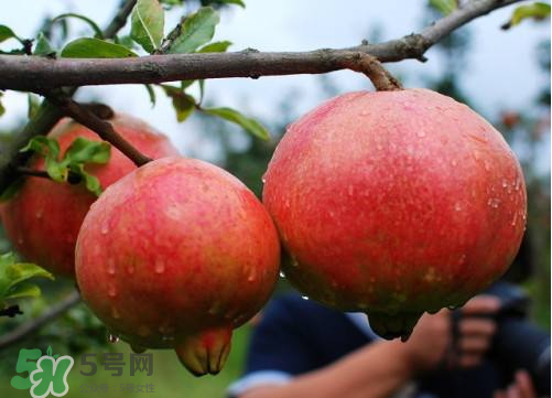 突尼斯軟籽石榴營養價值 ?軟籽石榴的功效與作用