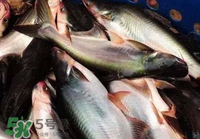 巴沙魚是淡水魚還是海魚？巴沙魚為什么沒有刺