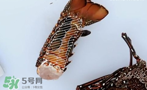 æ³¢å£«é “é¾è¦ç”¢(chÇŽn)è‡ªæ³¢å£«é “å—Žï¼Ÿæ³¢å£«é “é¾è¦æ˜¯å“ªé‡Œçš„