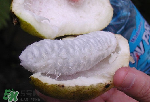 八月炸是什么水果？八月炸果多少錢一斤2017
