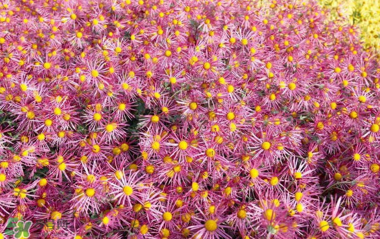 秋天開花嗎？秋天的花有哪些？