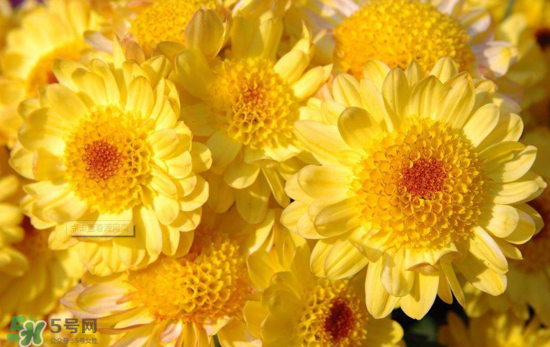秋天開花嗎？秋天的花有哪些？