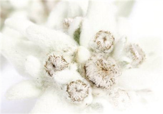 Siin雪絨花孕婦可以用嗎？Siin雪絨花護(hù)膚品孕婦合適嗎？