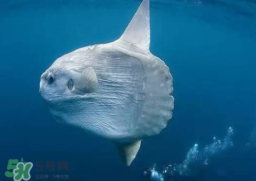ç¿»è»Šé­šæ˜¯ä»€ä¹ˆé­šï¼Ÿç¿»è»Šé­šç‚ºä»€ä¹ˆå«ç¿»è»Šé­š