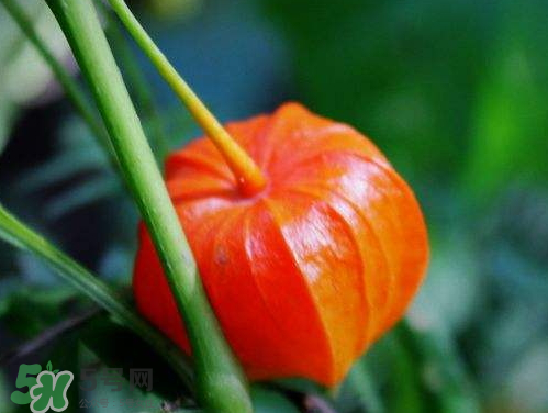 紅姑娘能治療糖尿病嗎？紅姑娘能治什么病？
