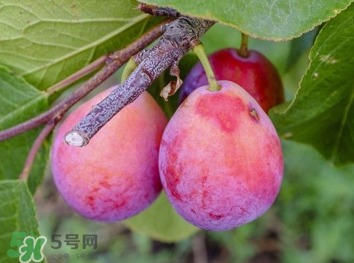 西梅熱量高嗎？西梅可以減肥嗎？