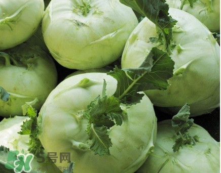 苤藍什么季節種植？苤藍什么時候采收