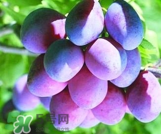 西梅軟的好吃還是硬的好吃？西梅軟的是壞了嗎？