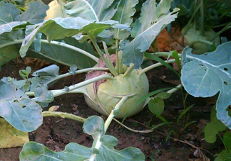 苤藍什么季節種植？苤藍什么時候采收