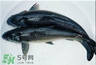 鯇魚和草魚哪個好吃？鯇魚和草魚的區別