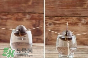 牛油果核能吃嗎？牛油果核怎么種盆栽？