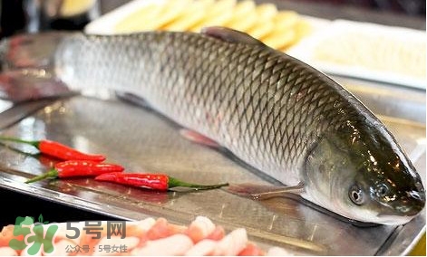 鯇魚和草魚哪個好吃？鯇魚和草魚的區別