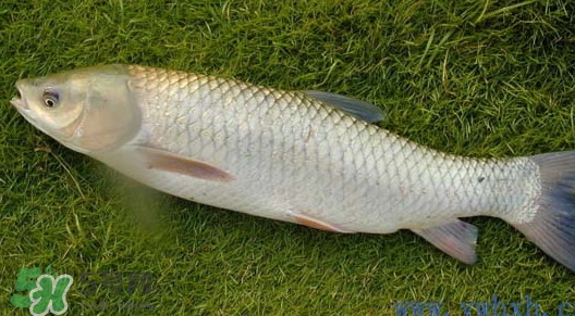 怎樣區分脆肉鯇和普通鯇魚？脆肉鯇有什么營養價值？