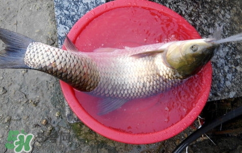 釣鯇魚用什么魚餌？鯇魚怎么做好吃