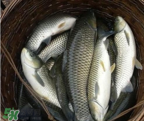 鯇魚和草魚哪個好吃？鯇魚和草魚的區別