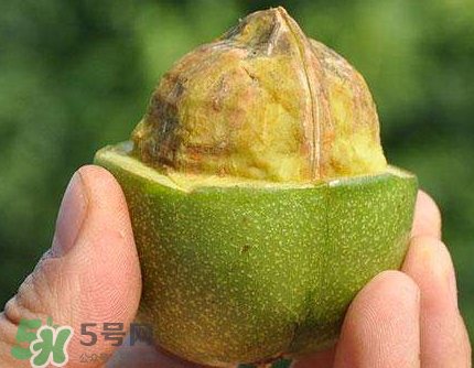 青皮核桃可以冷凍嗎？青皮核桃可以冷藏嗎？