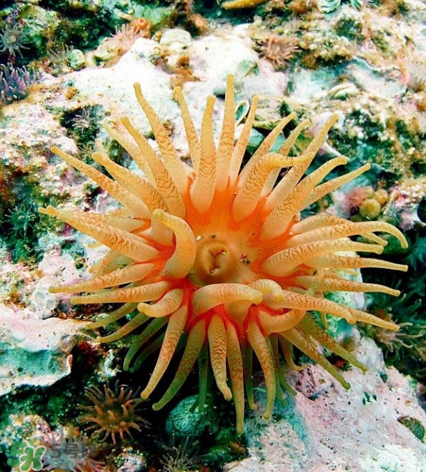 海葵能吃嗎？海葵怎么吃？