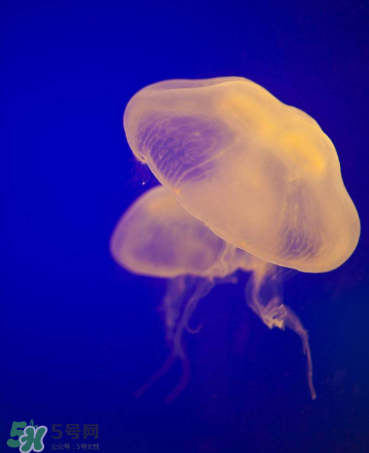 海蜇不能和什么一起吃？海蜇食用禁忌