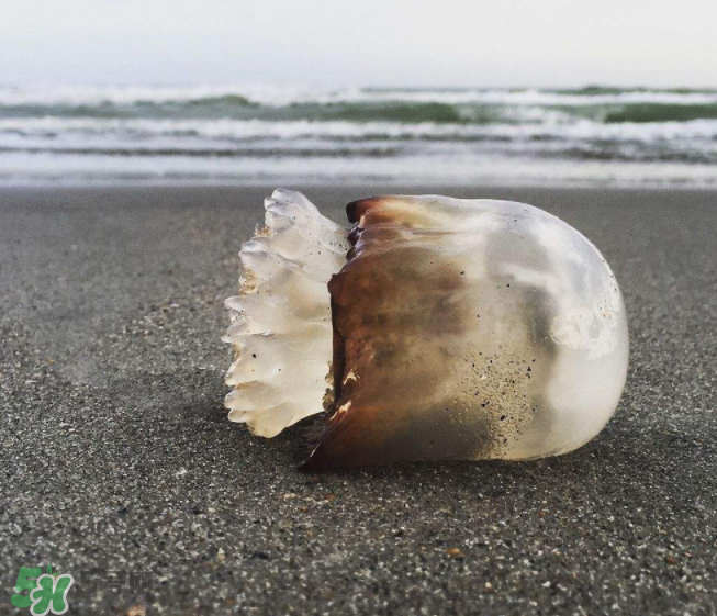 海蜇不泡能吃嗎？海蜇可以直接吃嗎？