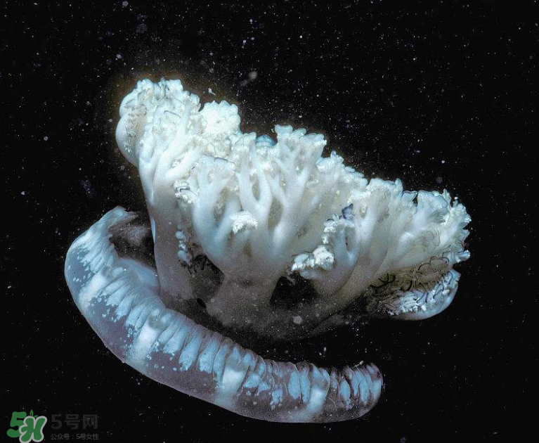 海蜇不泡能吃嗎？海蜇可以直接吃嗎？