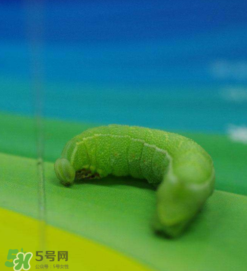 豆蟲(chóng)多少錢(qián)一斤市場(chǎng)價(jià)格2022 豆蟲(chóng)可以做什么菜