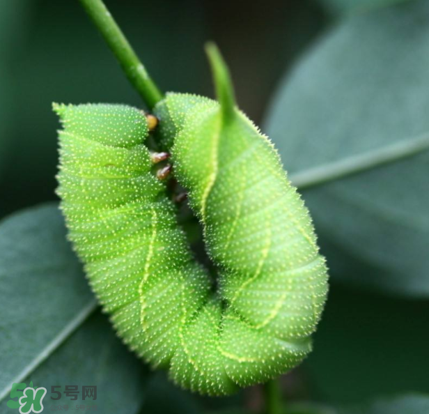 豆蟲(chóng)多少錢(qián)一斤市場(chǎng)價(jià)格2022 豆蟲(chóng)可以做什么菜
