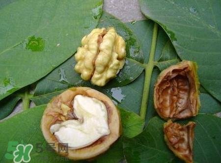 青皮核桃和干核桃哪個營養高？有什么區別？