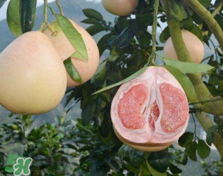 三紅蜜柚怎么挑選？三紅蜜柚種植方法與技巧