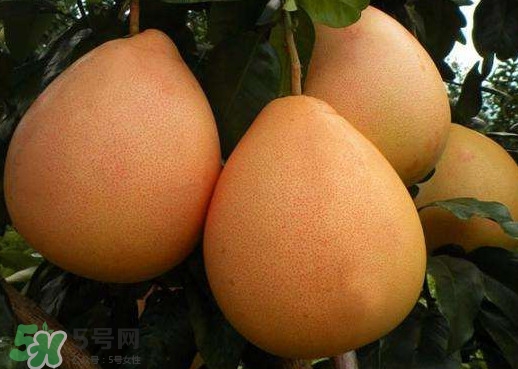 三紅蜜柚什么時候種植？三紅蜜柚什么時候成熟