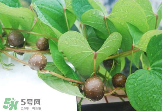 山藥豆能生吃嗎？山藥豆能帶皮吃嗎？