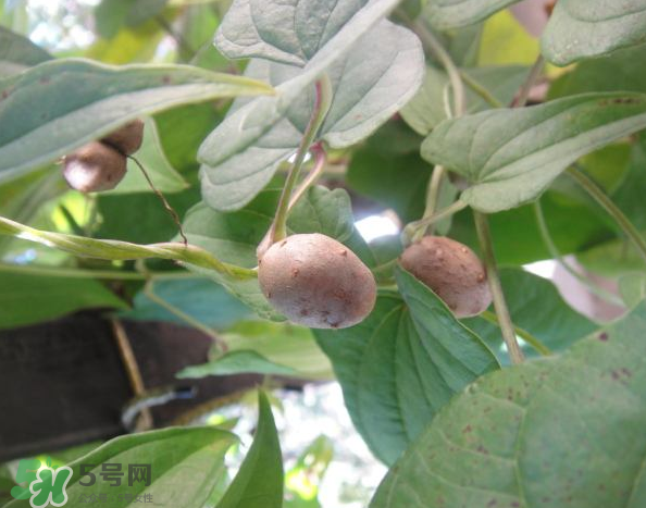 山藥豆能泡酒嗎？山藥豆能打豆?jié){嗎？