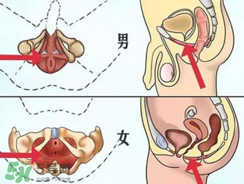 pc肌是什么？怎么鍛煉pc肌？