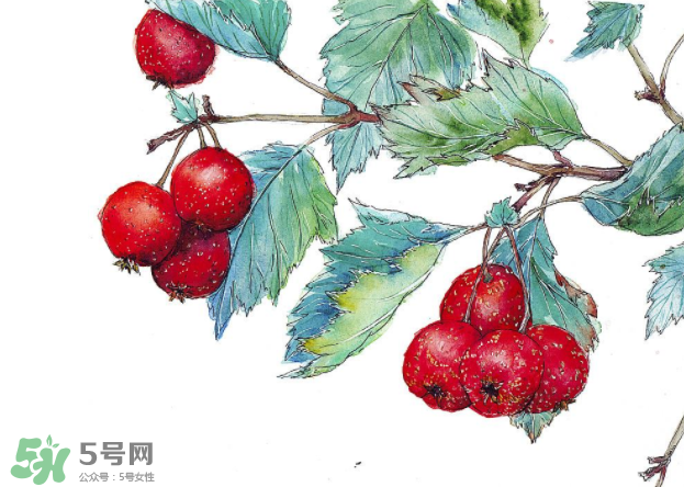 山楂要煲多長時間最好？山楂要什么時候吃最好？