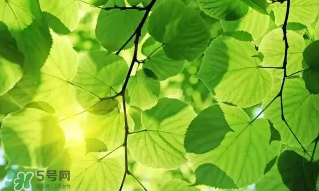 三伏天吃什么？三伏天養生