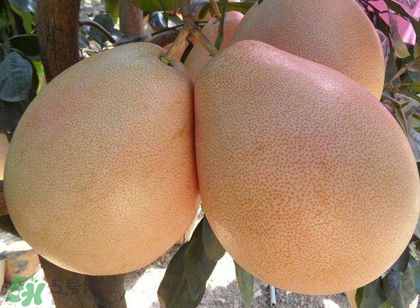 三紅蜜柚湖南可以種嗎？什么地方合適種三紅蜜柚
