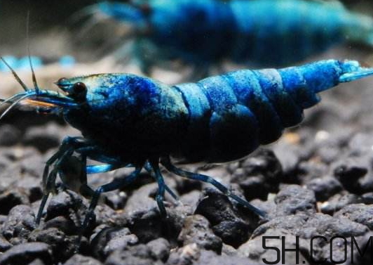 河蝦為什么不好養活？河蝦怎么養？
