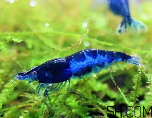 河蝦為什么不好養活？河蝦怎么養？
