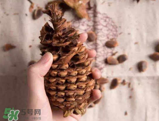 松籽有什么營養價值？松籽仁的功效與作用