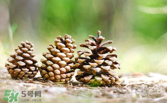 松子靠什么傳播種子的？松子是什么樹的果實(shí)
