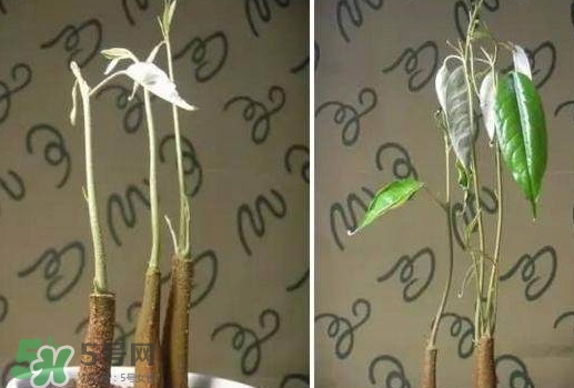 榴蓮籽能種嗎？榴蓮籽怎么種小盆栽？