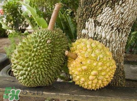 榴蓮吃不完怎么保存？榴蓮吃不完可以放冰箱嗎