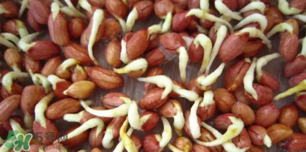 什么樣的花生適合發芽？花生的食用方法