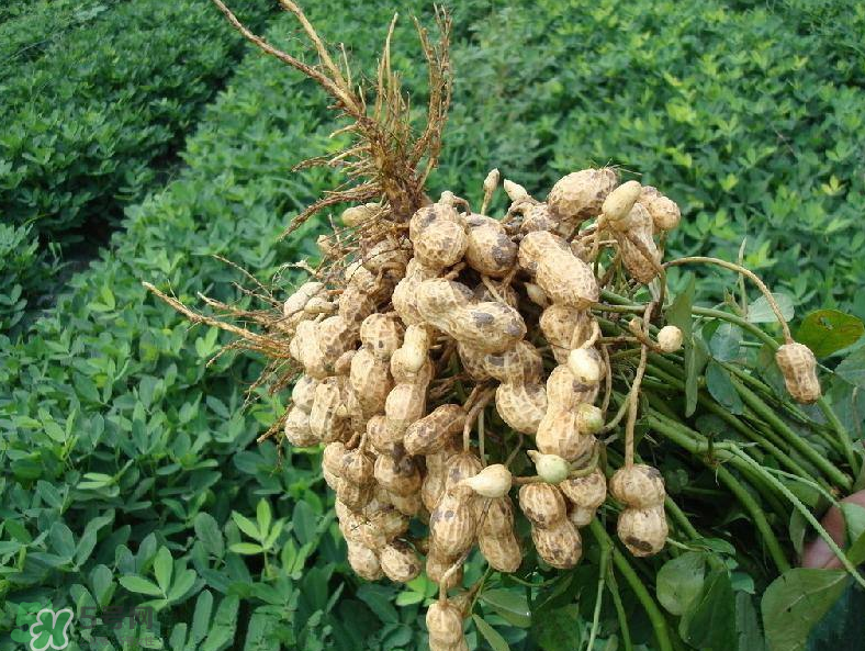 花生的藥用價值有哪些？花生不能和什么一起吃？
