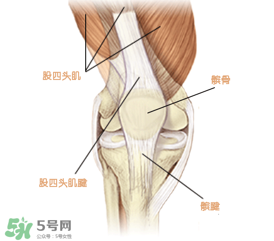 風(fēng)濕可以吃螃蟹嗎？得了風(fēng)濕能吃螃蟹嗎？