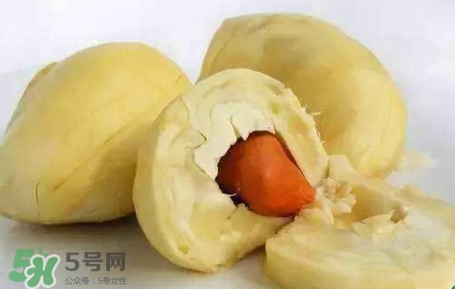 榴蓮籽能種嗎？榴蓮籽怎么種小盆栽？