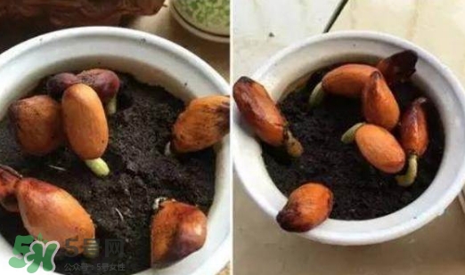 榴蓮籽能種嗎？榴蓮籽怎么種小盆栽？