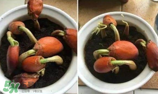 榴蓮籽能種嗎？榴蓮籽怎么種小盆栽？